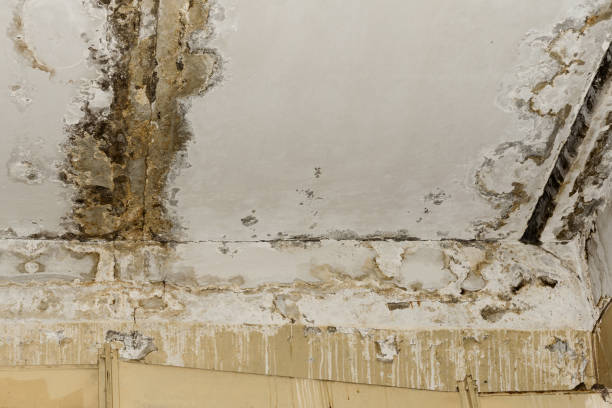 Best Environmental Consulting for Mold Prevention  in Thornwood, NY